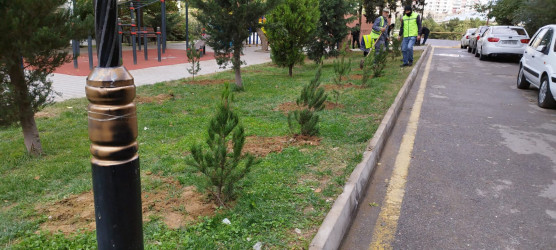 Nəsimi rayonunda “Yaşıl dünya naminə həmrəylik ili” çərçivəsində növbəti ağacəkmə aksiyası keçirilib.