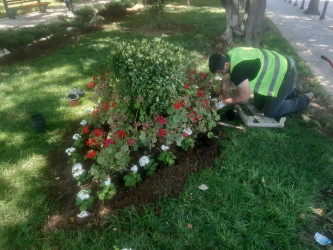 Rayonun Bakıxanov küçəsi boyu yaşıllıq zolaqlarına mövsümi güllər əkilmişdir.