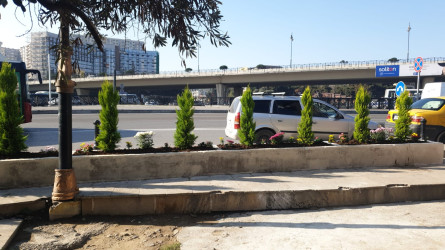 Nəsimi rayonunda “Yaşıl dünya naminə həmrəylik ili” çərçivəsində ağacəkmə aksiyası davam edir.