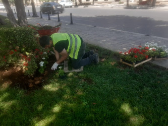 Rayonun Bakıxanov küçəsi boyu yaşıllıq zolaqlarına mövsümi güllər əkilmişdir.