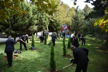 Nəsimi rayonunda 27 sentyabr - Anım günü münasibətilə ağacəkmə aksiyası keçirilib