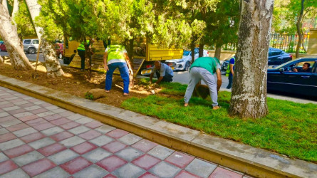 Rayonun Nəcəf bəy Vəzirov küçəsi boyu yaşıllıq zolaqları bərpa edilib.