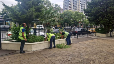 Nəsimi rayonu Xətai prospekti 30 saylı ünvanda yerləşən bağda abadlıq işləri aparılıb.