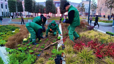 Nəsimi rayonunda növbəti iməcilik keçirilib