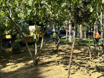 Parklarda, abad həyətlərdə yeni yaşıllıq zolaqları yaradılıb.