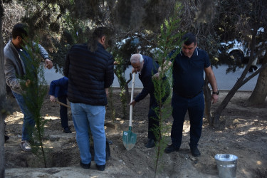 Nəsimi rayonunda növbəti ağacəkmə aksiyası keçirilib