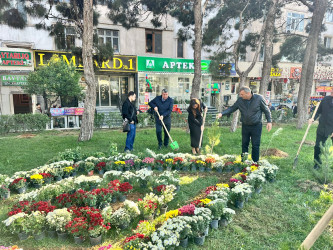 Nəsimi rayonunda “Yaşıl dünya naminə həmrəylik ili” çərçivəsində ağacəkmə aksiyası davam edir.