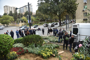 Nəsimi rayonunda “Yaşıl dünya naminə həmrəylik ili” çərçivəsində ağacəkmə aksiyası  keçirilib