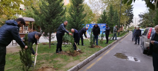 Nəsimi rayonunda “Yaşıl dünya naminə həmrəylik ili” çərçivəsində növbəti ağacəkmə aksiyası keçirilib.