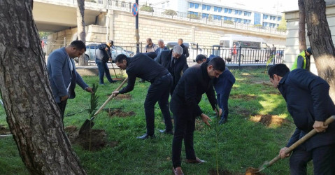 Nəsimi rayonunda “Yaşıl dünya naminə həmrəylik ili” çərçivəsində ağacəkmə aksiyası davam edir.