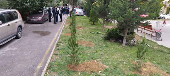 Nəsimi rayonunda “Yaşıl dünya naminə həmrəylik ili” çərçivəsində növbəti ağacəkmə aksiyası keçirilib.