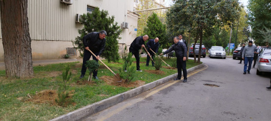 Nəsimi rayonunda “Yaşıl dünya naminə həmrəylik ili” çərçivəsində növbəti ağacəkmə aksiyası keçirilib.