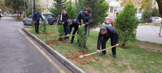 Nəsimi rayonunda “Yaşıl dünya naminə həmrəylik ili” çərçivəsində növbəti ağacəkmə aksiyası keçirilib.