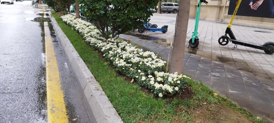 Nəsimi rayonunda “Yaşıl dünya naminə həmrəylik ili” çərçivəsində ağacəkmə aksiyası davam edir.