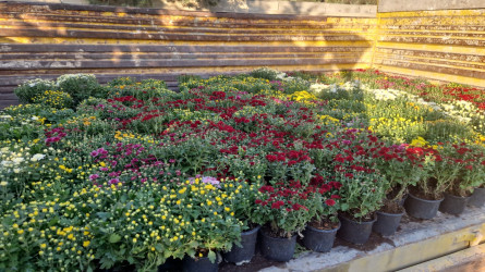 Nəsimi rayonunda yerləşən Zəfər bağında başlanılmış təmir işləri yekunlaşmışdır.