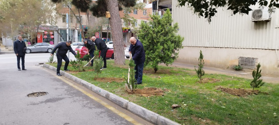 Nəsimi rayonunda “Yaşıl dünya naminə həmrəylik ili” çərçivəsində növbəti ağacəkmə aksiyası keçirilib.