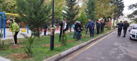 Nəsimi rayonunda “Yaşıl dünya naminə həmrəylik ili” çərçivəsində növbəti ağacəkmə aksiyası keçirilib.