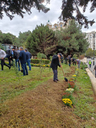 Nəsimi rayonunda “Yaşıl dünya naminə həmrəylik ili” çərçivəsində ağacəkmə aksiyası davam edir.