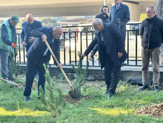 Nəsimi rayonunda “Yaşıl dünya naminə həmrəylik ili” çərçivəsində ağacəkmə aksiyası davam edir.