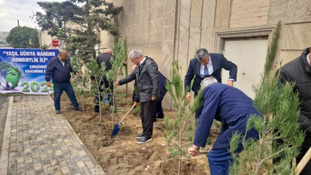 Nəsimi rayonunda “Yaşıl dünya naminə həmrəylik ili” çərçivəsində növbəti ağacəkmə aksiyası keçirilmişdir.