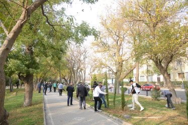 Nəsimi rayonunda Zəfər Günü münasibəti ilə ağacəkmə aksiyası keçirilib.