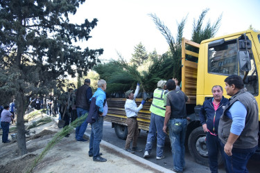 Nəsimi rayonunda növbəti ağacəkmə aksiyası keçirilib