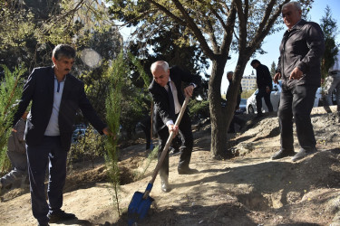 Nəsimi rayonunda növbəti ağacəkmə aksiyası keçirilib