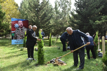 Nəsimi rayonunda 27 sentyabr - Anım günü münasibətilə ağacəkmə aksiyası keçirilib