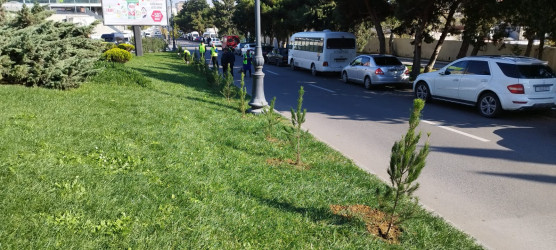 Nəsimi rayonunda “Yaşıl dünya naminə həmrəylik ili” çərçivəsində  növbəti tədbir keçirilib.