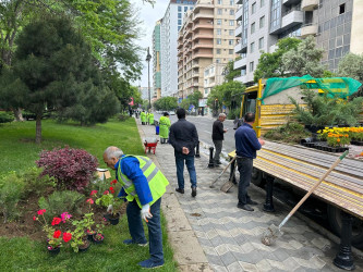 Rayonun Vaqif prospekti boyu yaşıllıq zolaqlarına həmişəyaşıl kollar və mövsümi güllər əkilmişdir.