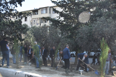 Nəsimi rayonunda növbəti ağacəkmə aksiyası keçirilib