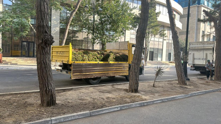 Rayonun Zərifə Əliyeva küçəsi boyu yaşıllıq zolaqlarına qulluq göstərilmiş və mövsümi güllər əkilmişdir.