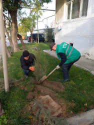 Rayon ərazisində yaşıllaşdırma işləri aparılıb.