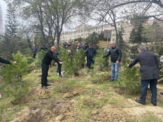 Nəsimi rayonunda ağacəkmə aksiyası keçirilib.