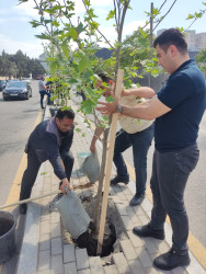 Rayonda “Yaşıl dünya naminə həmrəylik ili” çərçivəsində ağacəkmə aksiyası keçirilib.