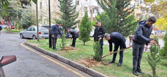 Nəsimi rayonunda “Yaşıl dünya naminə həmrəylik ili” çərçivəsində növbəti ağacəkmə aksiyası keçirilib.