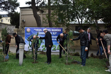 Nəsimi rayonunda “Yaşıl dünya naminə həmrəylik ili” çərçivəsində ağacəkmə aksiyası  keçirilib