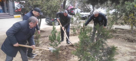 Nəsimi rayonunda “Yaşıl dünya naminə həmrəylik ili” çərçivəsində ağacəkmə aksiyası davam edir.