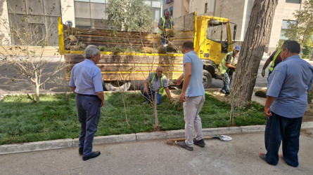 Rayonun Zərifə Əliyeva küçəsi boyu yaşıllıq zolaqlarına qulluq göstərilmiş və mövsümi güllər əkilmişdir.