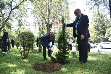 Nəsimi rayonunda 27 sentyabr - Anım Günü münasibətilə ağacəkmə aksiyası keçirilib.