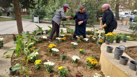 Nəsimi rayonunda Zəfər Günü münasibəti ilə ağacəkmə aksiyası keçirilib.