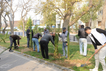 Nəsimi rayonunda Zəfər Günü münasibəti ilə ağacəkmə aksiyası keçirilib.