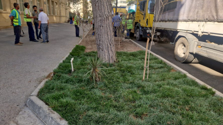 Rayonun Zərifə Əliyeva küçəsi boyu yaşıllıq zolaqlarına qulluq göstərilmiş və mövsümi güllər əkilmişdir.