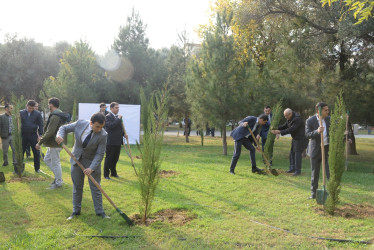 Nəsimi rayonunda Zəfər Günü münasibəti ilə ağacəkmə aksiyası keçirilib.