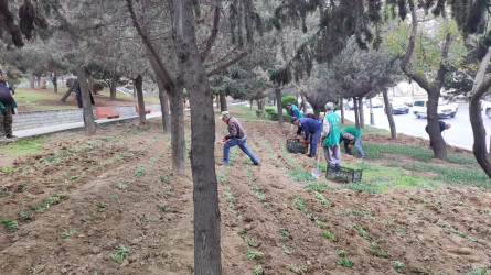 Rayon ərazisində yaşıllaşdırma işləri aparılıb.