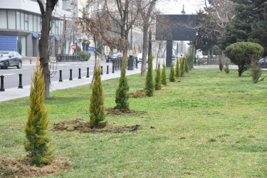 Nəsimi rayonunda “Heydər Əliyev İli” çərçivəsində “Bir ağac-bir dünya” başlığı altında ağacəkmə aksiyası keçirilib.