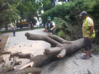 Rayonda küləyin fəsadlarının aradan qaldırılması istiqamətində tədbirlər görüldü