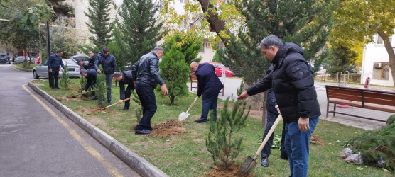 Nəsimi rayonunda “Yaşıl dünya naminə həmrəylik ili” çərçivəsində növbəti ağacəkmə aksiyası keçirilib.