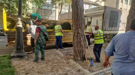 Rayonun Zərifə Əliyeva küçəsi boyu yaşıllıq zolaqlarına qulluq göstərilmiş və mövsümi güllər əkilmişdir.