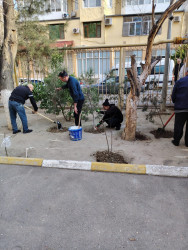 Nəsimi rayonunda Novruz bayramı ərəfəsində ümumrayon iməciliyi keçirilib.